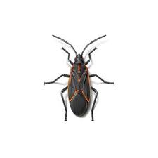 Common Insects In The Midwest Anderson Pest Solutions