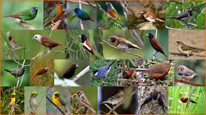 Sedangkan di indonesia, burung ini disebut sebagai emprit atau bondol. Indonesian Finch Burung Pipit Endemik Nusantara Hariprajitno S Art