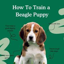how to train a beagle puppy 8 week