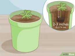 It doesn't like harsh winter conditions. Easy Ways To Grow And Care For Citronella Wikihow