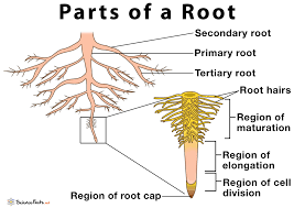 parts of a root their structure and