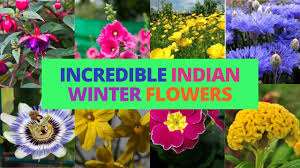 10 winter flowers of india that makes