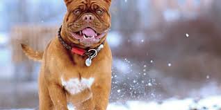 Image result for dogs in winter