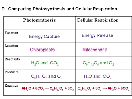 Chapter 9 Cellular Respiration Chapter