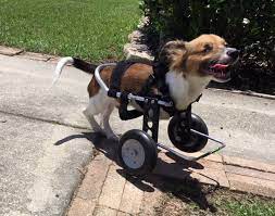 This cart must be customized to fit each specific dog. Front Support Dog Wheelchair Guaranteed Fit Custom Made Pet Wheelchair Ruff Rollin