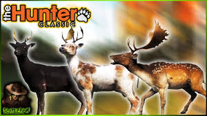 fallow deer are here in thehunter