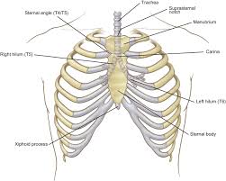 The rib cage is collectively made up of long, curved. Surface Anatomy And Surface Landmarks For Thoracic Surgery Part Ii Thoracic Surgery Clinics