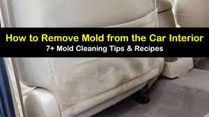 ways to remove mold from the car interior