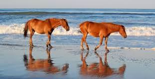 what-kind-of-wild-horses-are-in-the-outer-banks