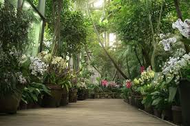 boardwalk in orangery exotic plant