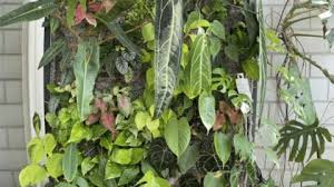 How To Make A Living Wall 1 Best