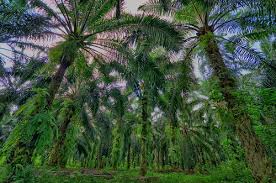 Tugas pengumpulan data telah diambil alih oleh lembaga pendaftaran dan pelesenan minyak kelapa sawit (porla) mulai tahun 1989. Pokok Kelapa Sawit In English