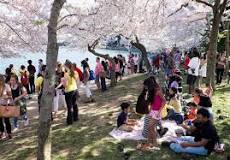 Image result for Cherry Blossom 2022
