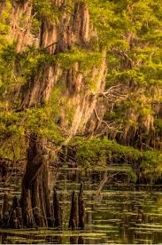 Maybe you would like to learn more about one of these? Caddo Lake State Park A Texas State Park Located Near Marshall Shreveport