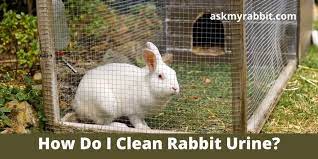 how do i clean rabbit urine from