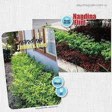 Low Hedging Plants About The Garden