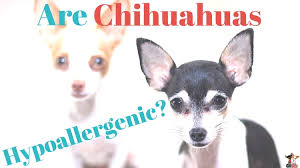 are chihuahuas hypoallergenic chi pets