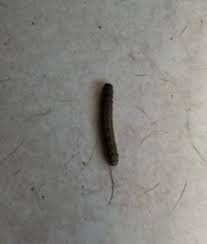 black worms found on kitchen floor are