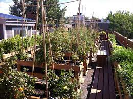 Growing Vegetables On Your Roof