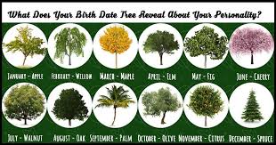 What Does Your Birth Month Tree Reveal About Your