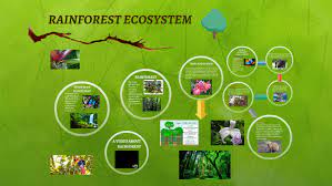rainforest ecosystem by ilkim alikalfa