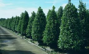 Artificial Trees Manufacturer
