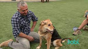 Cesar Millan Takes Troublesome Shepherd to His Ranch | Cesar Millan, dog  training | Cesar Millan meets Rocky, a shepherd mix who has sent his owner  to the hospital. This dog HATES