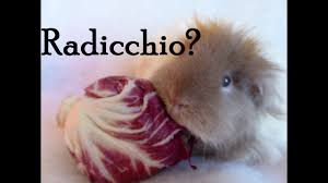 Vegetables For Guinea Pigs Radicchio