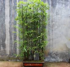50 Black Bamboo Seeds Bamboo Bonsai