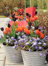 Planting Bulbs In Pots Overwinter