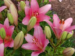 And if you're out of fresh blooms or are we've included a wide variety of various blooms, including common types of flowers and maybe some species typically called peruvian lilies, they come in bright colors like pink, orange, and purple. 55 Best Pink Flowers With Names And Pictures Florgeous