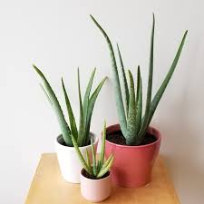 Best Ways To Care For Aloe Vera At Home