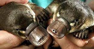 Although the plural form of 'platypus' has never been agreed upon in  English, both variants 'platypi' and 'platypuses' are incorrect  pseudo-latin phrases. Based on the Greek, it is actually 'platypodes'. :  r/Awwducational