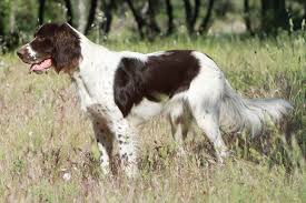 High to low nearest first. French Spaniel Dog Breed Information American Kennel Club