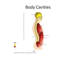 Anatomy and human biology | researchgate, the professional network for scientists. Sem 1 Review Sports Med 2 Quadrants Body Cavities Ppt Download