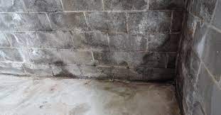 Mold Growth On Concrete Slabs