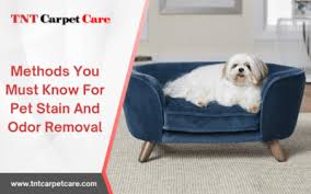 can dog urine cause mold on carpets