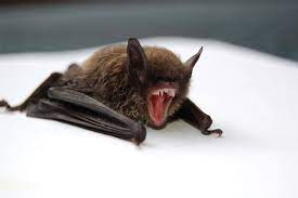 comment vire bats aren t the