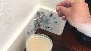 5 signs your home has mold (and how to deal with it) | Top Ten Reviews
