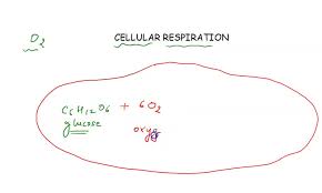 Aerobic Respiration Equation Balancing
