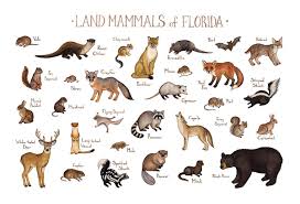 Amazon Com Florida Land Mammals Field Guide Art Print Handmade