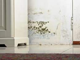 Can Black Mold Kill You Fortunately