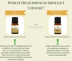 Which Helichrysum Should You Choose Essentil Oil
