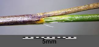 File:Juncus monanthos sl10.jpg - Wikimedia Commons