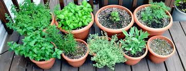 Herb Garden Tips From Planning To