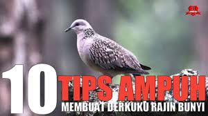 Contact terkukur kelantan on messenger. Suara Merdu Dan Jernih Derkuku Kelantan Youtube