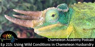 chameleon husbandry