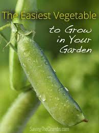 The Easiest Vegetable To Grow In Your