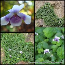 Native Violet X 1 Plants Fragrant