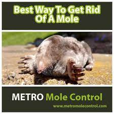 Best Way To Get Rid Of A Mole Blog